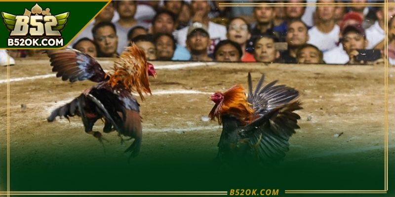 Nhiều trận đá gà campuchia được phát sóng trực tiếp với góc quay rõ nét