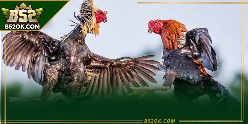 Trận đá gà cựa dao với nhịp độ nhanh và tính đối kháng cao