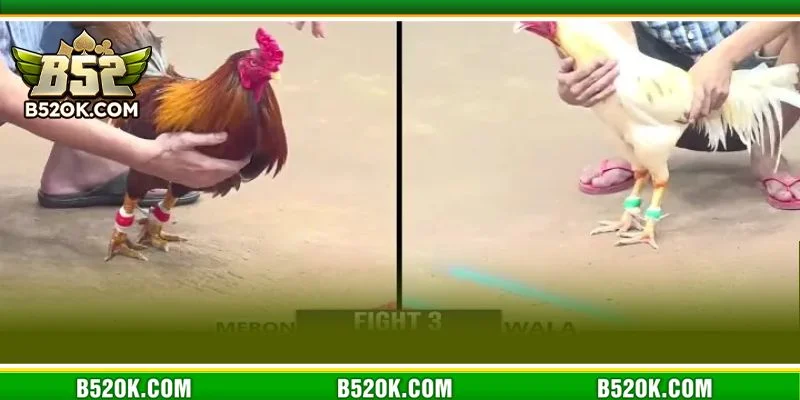 Bật mí mẹo chơi đá gà cựa sắt B52 thu lời cực đỉnh