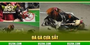 Đá Gà Cựa Sắt B52: Cuộc Chiến Đỉnh Cao Giữa Các Chiến Kê