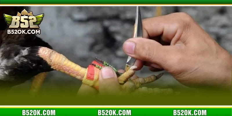 Đá gà cựa sắt tại cổng game B52 là bộ môn giải trí hot hit