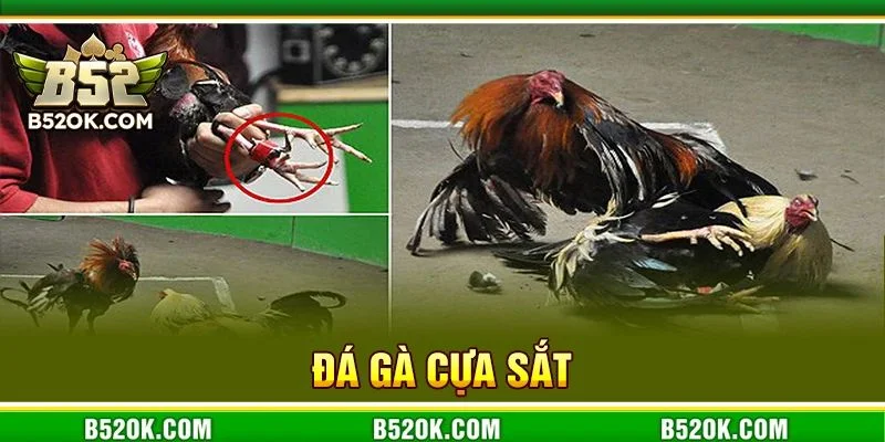 Đá Gà Cựa Sắt B52: Cuộc Chiến Đỉnh Cao Giữa Các Chiến Kê