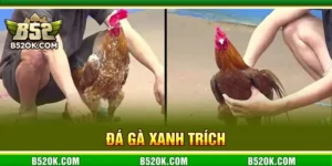 Toàn Tập Về Đá Gà Xanh Trích B52: Bí Quyết Bắt Kèo Ăn Đậm