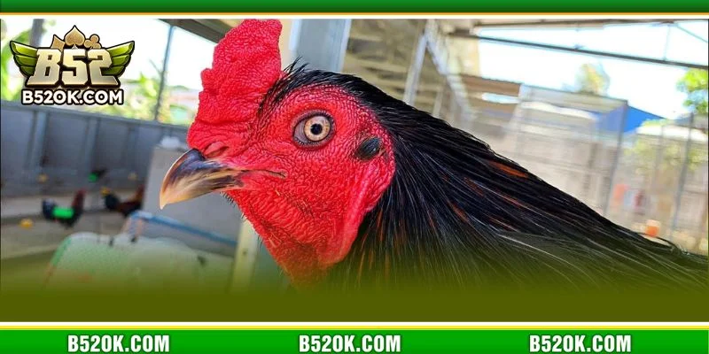 Đá gà xanh trích là thể thức chơi cực mới tại B52