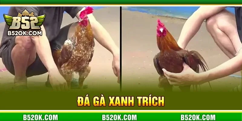Toàn Tập Về Đá Gà Xanh Trích B52: Bí Quyết Bắt Kèo Ăn Đậm