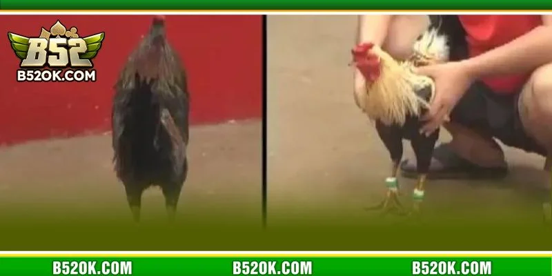 Kinh nghiệm xương máu được tổng hợp giúp tay chơi bắt kèo gà xanh trích thắng lớn