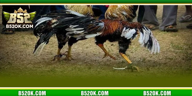 Nắm bắt cách chơi đá gà cựa sắt để rinh quà khủng từ cổng game B52