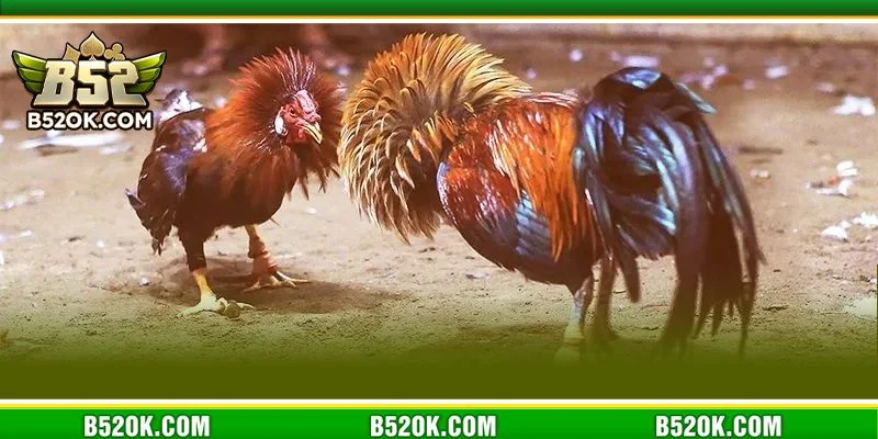 Cược đá gà tre tại B52 có rất nhiều hình thức chơi thú vị