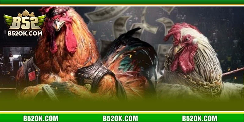 Đá gà Thomo tại sân chơi B52 được nhiều người chơi yêu thích