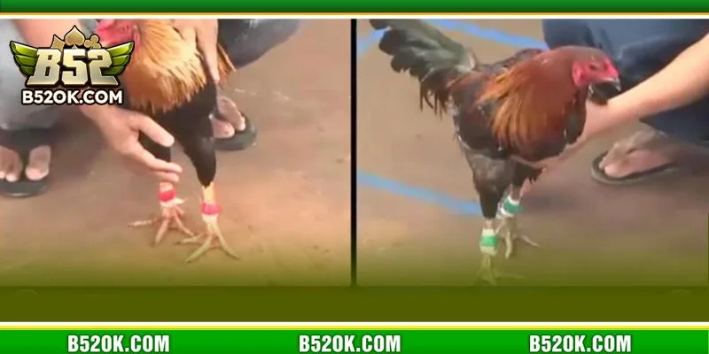 Nắm bắt kinh nghiệm đá gà là chìa khóa để tay chơi chốt kèo thắng tại B52